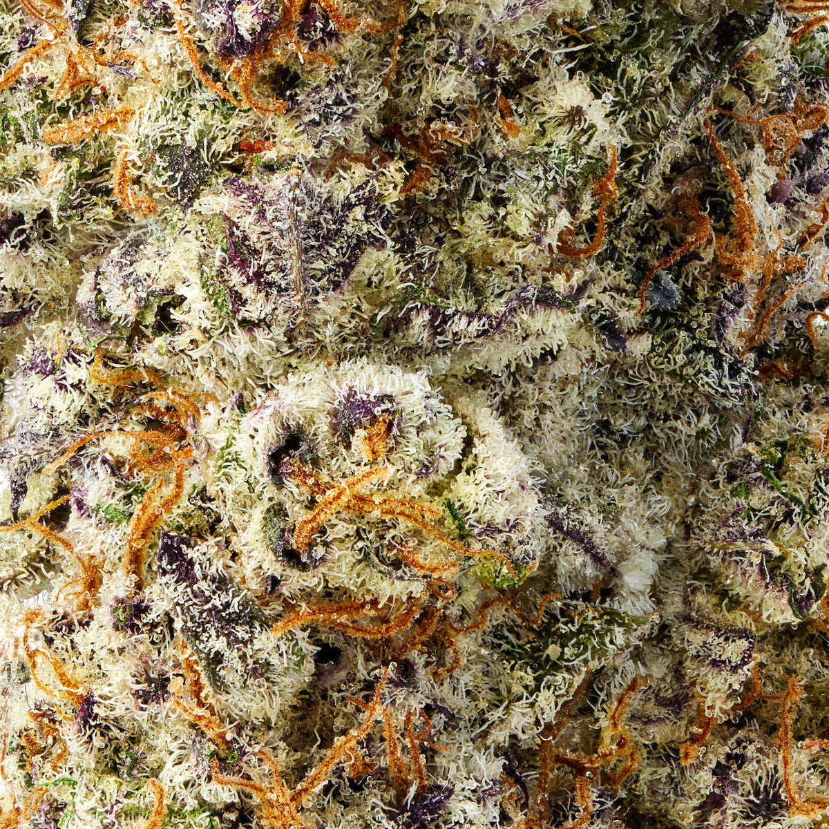 Purple Punch - image 6