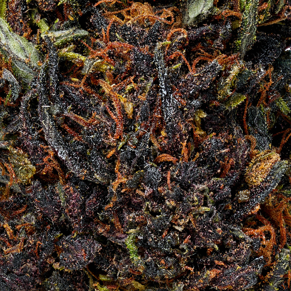 Snoozeberry - image 5