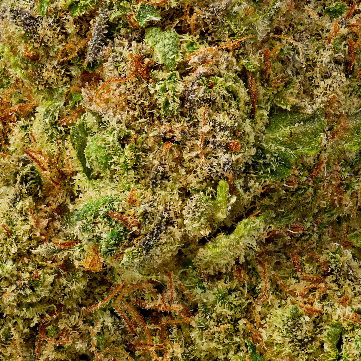 Tangie - image 5
